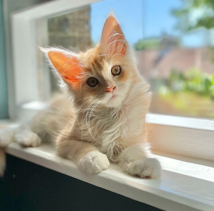 Roger The Maine Coon, He’s 3 Months Now