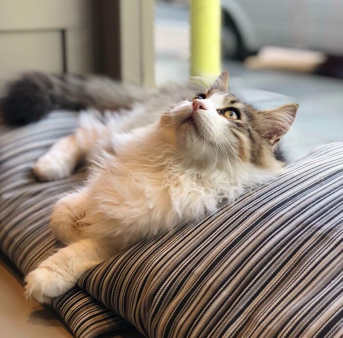 I Work At A Cat Cafe In London Where We Have Two Incredible Maine Coon Floofs (Flooves?) ! Here’s Jasper Looking Majestic As Per Usual