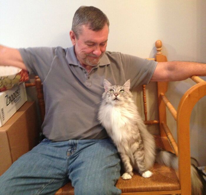 My Maine Coon Giving My Dad The "I Love You, Human," Look