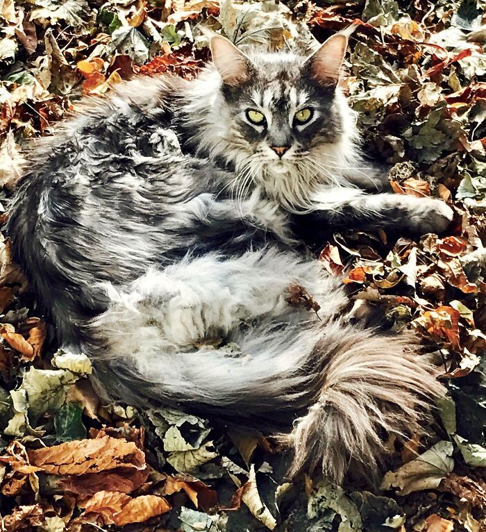 Our Maine Coon Webster Enjoying Autumn Leaves
