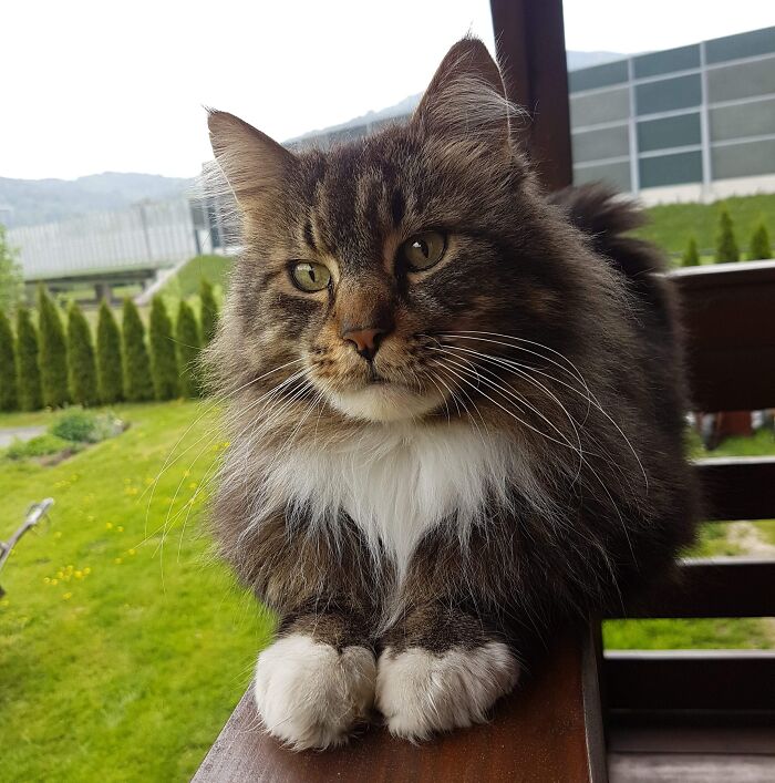 Here's Manny, As You Can Guess, The Maine Coon. He Doesn't Often Pose So Patient, But When He Does, The Result Is Outstanding