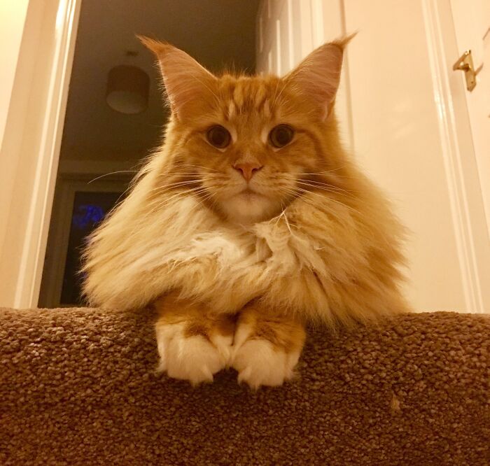 Cuteness And Floof Levels Off The Chart. Meet Buddy The Maine Coon!