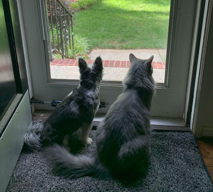 Two Best Friends. My Maine Coon Is Larger Than My Dog
