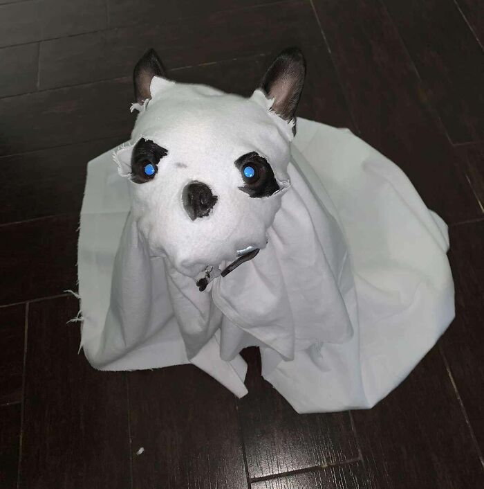 Last Year’s Halloween Ghost Costume Didn’t Come Out As Planned