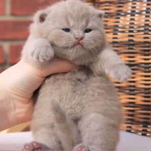 cadencegayheart avatar