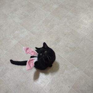 scarfacekitteh avatar