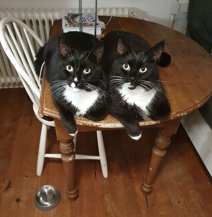 Estos son Higgins y Benson, dos hermanos del sur de Estocolmo, Suecia, a los que les gusta estar por aquí cuando yo lavo los platos