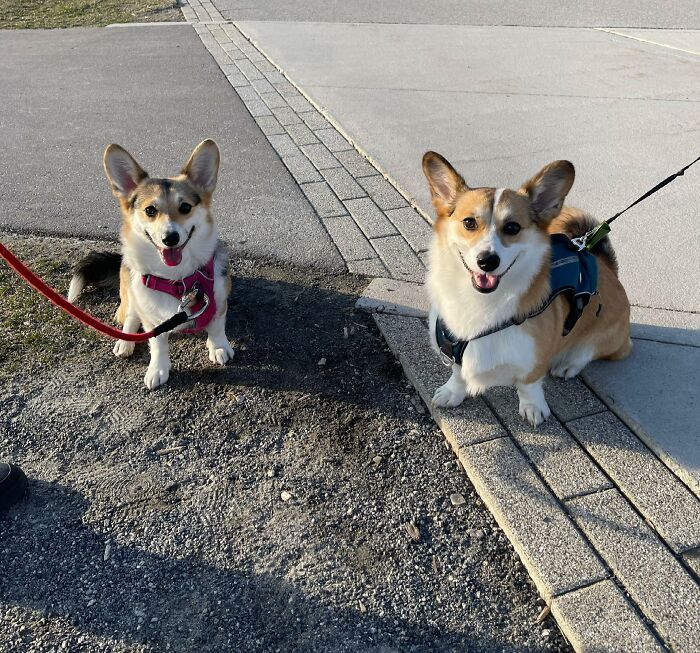 When Shelby Bumped Into A Lookalike Corgi In The Park - Turns Out They Not Only Share The Same Face But Also The Same Blood