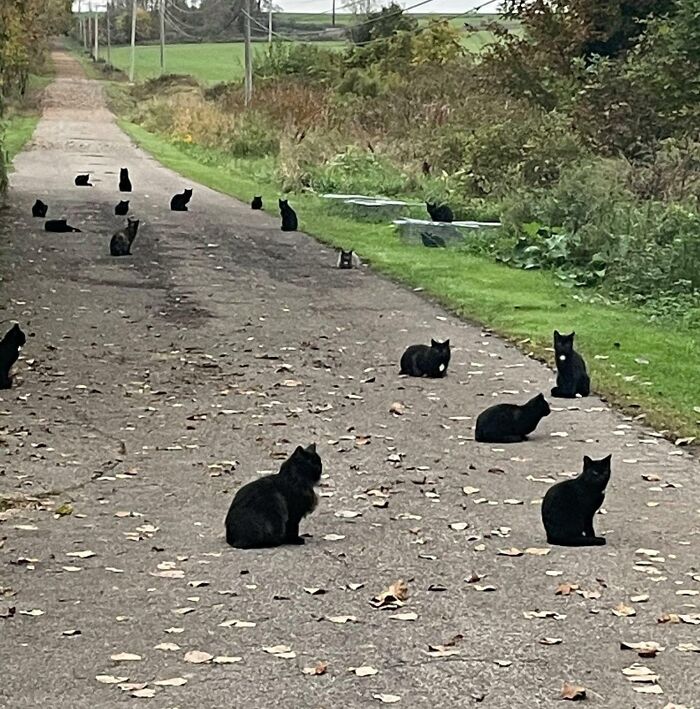 Un grupo de gatos negros en la naturaleza