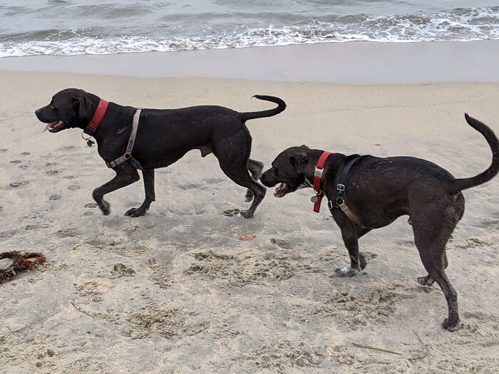 Found A Doppelganger At The Dog Beach