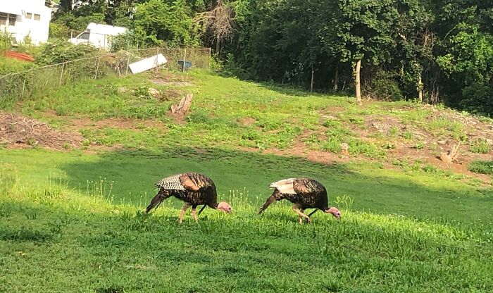 Pic Of These Turkeys Looks Like A Glitch In The Matrix