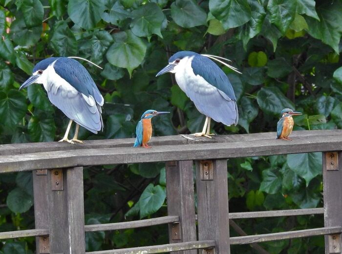 Night Herons And Kingfishers With Identical Poses. Looks Like Copied And Pasted (Taiwan)