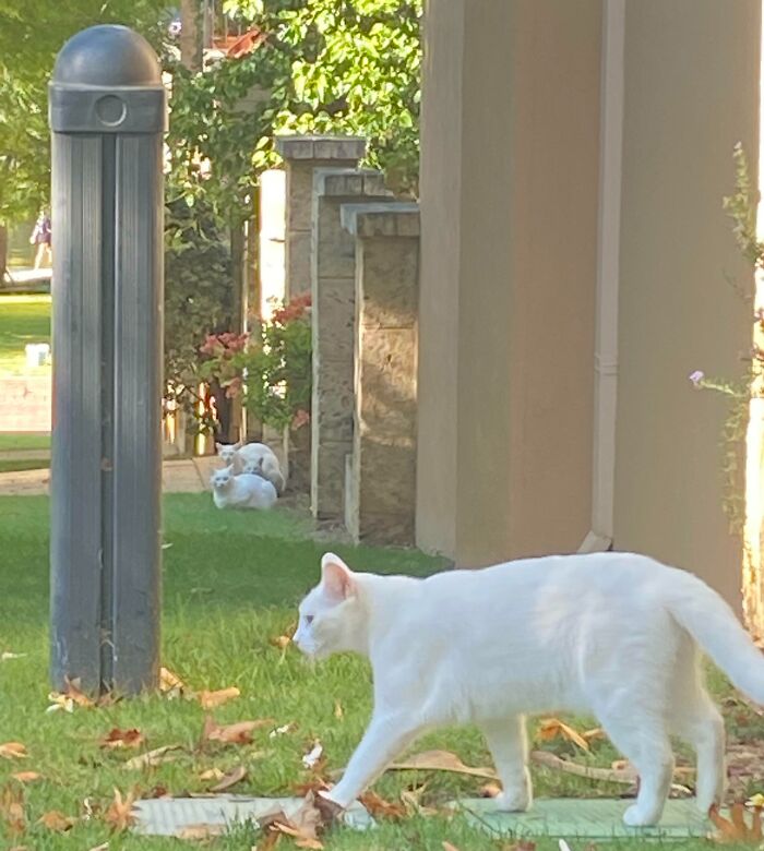 For Weeks Kept Seeing What I Thought Was The Same White Cat Everyday But Like A ‘Glitch In The Matrix’ It Was Impossibly Everywhere. Then Today My Questions Were Answered
