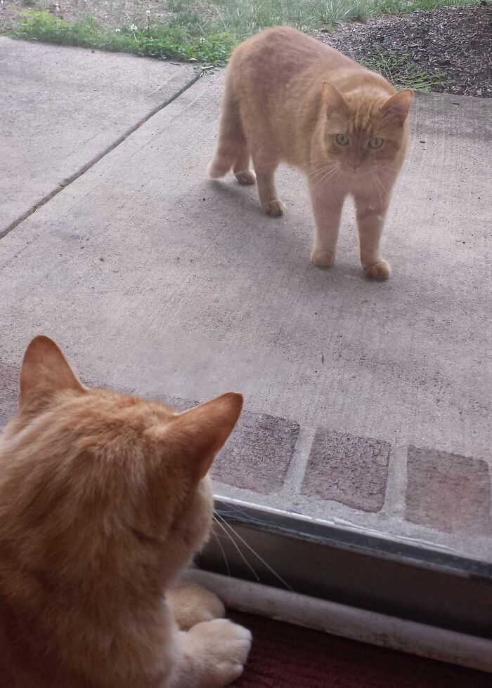 My Cat Gets Visits From His Doppelganger