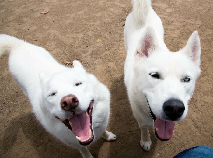 Mi perro (el de la izquierda) se encontró a un amigo muy parecido a él en el parque y se puso muy contento