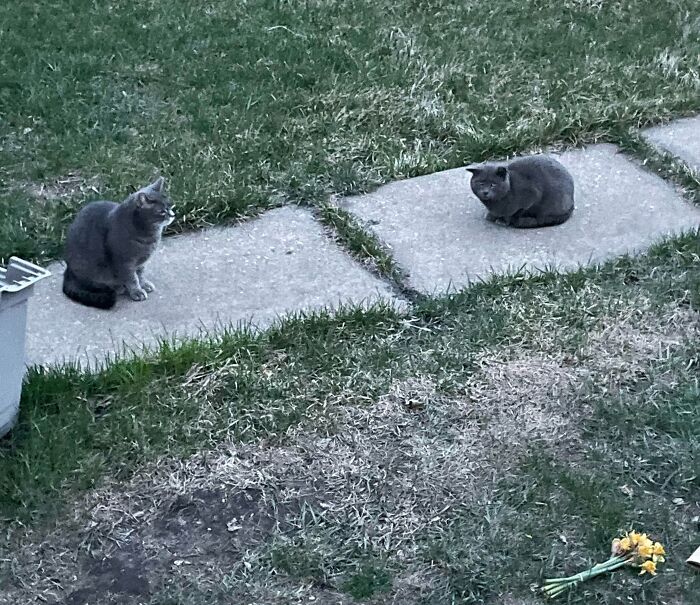 Not My Cat (Right) Chilling With My Cat. This Cat Tries To Trick Us To Come Inside. Looks Very Similar