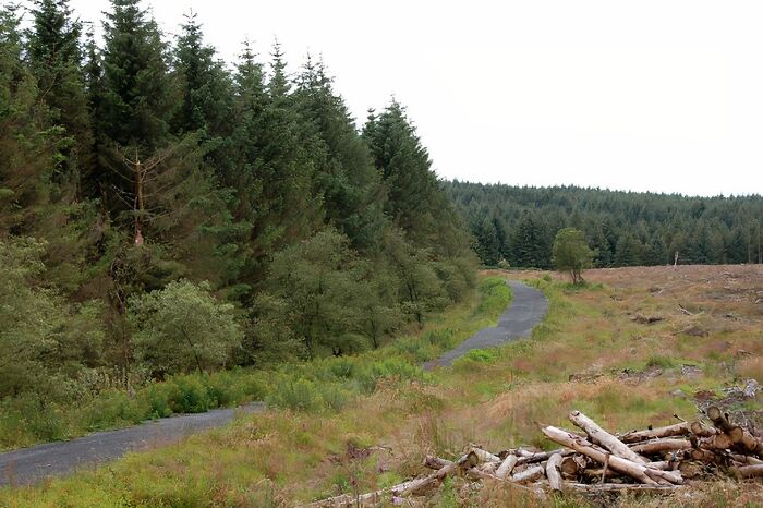 the road between the forest and the field