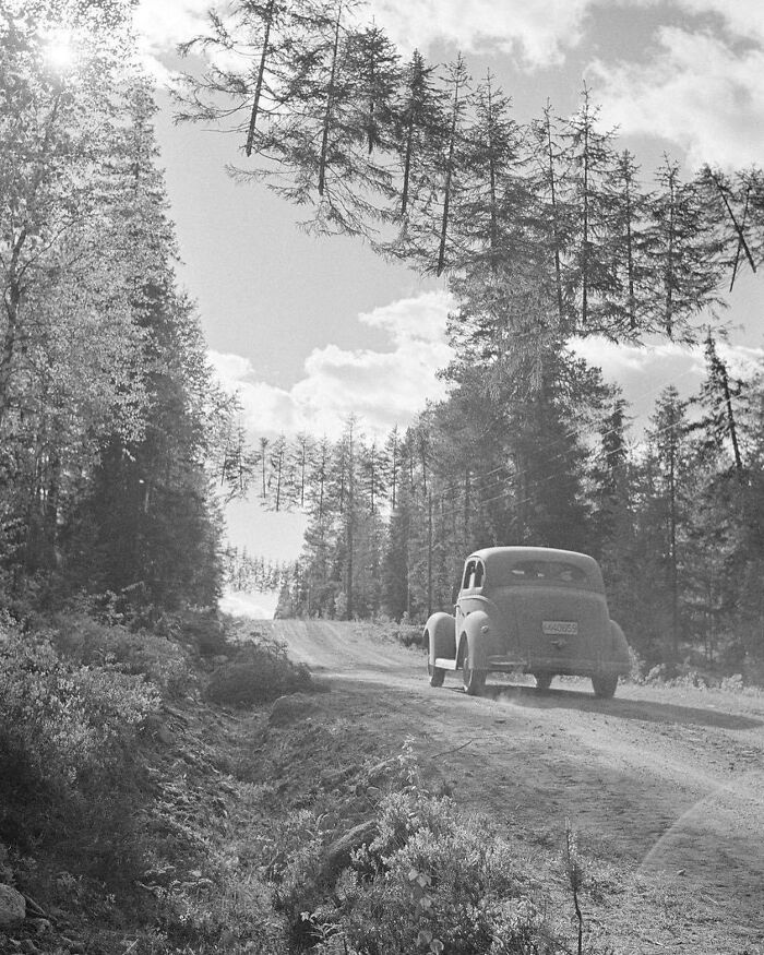 Carretera camuflada en Finlandia durante la Segunda Guerra Mundial. Los árboles están colgados con cuerda para que las torres de vigilancia enemigas no vean la carretera. 27 de junio de 1941