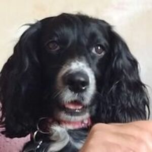 almudena_woolman avatar