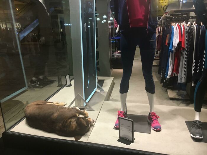 Dog Sleeping In A Window Display In Turkey. Store Workers Let Him Stay The Whole Time Because It Was So Cold Outside