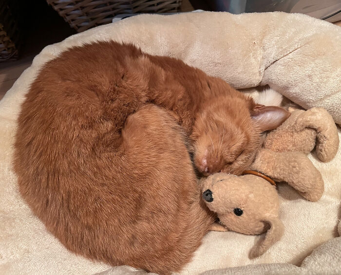 Mi gata de 19 años durmiendo con su juguete de la infancia 