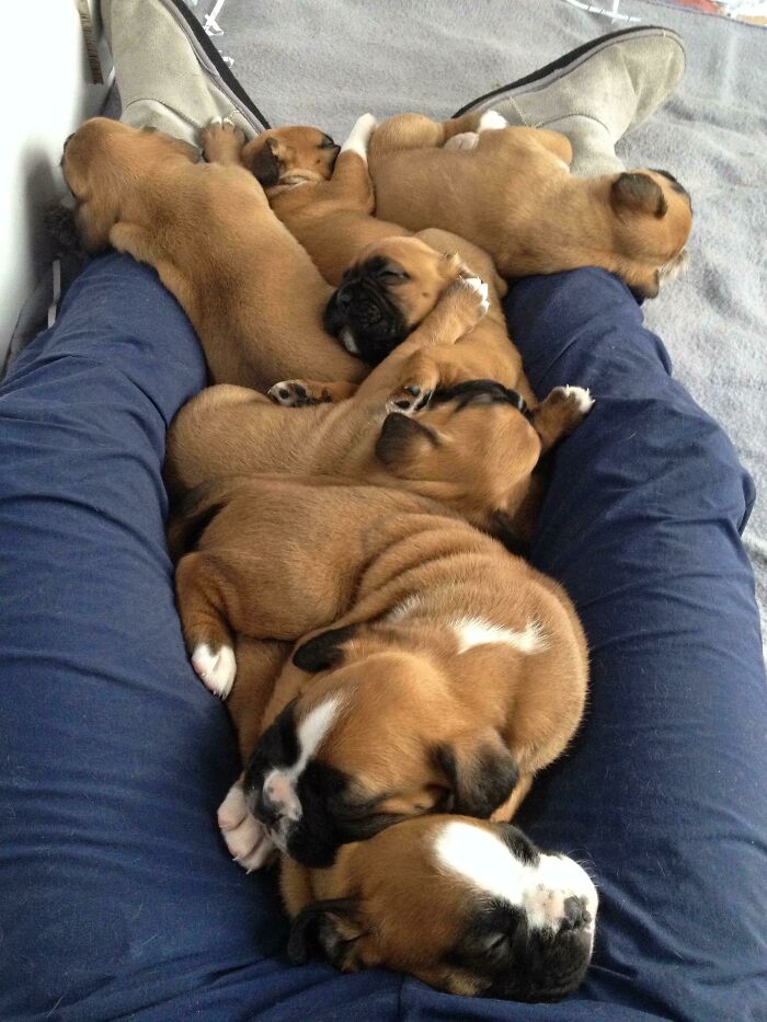7 Boxer Pups Who Climbed Into My Lap And Then Played Themselves To Sleep. I Don’t Know If I’ll Ever Be That Happy Again