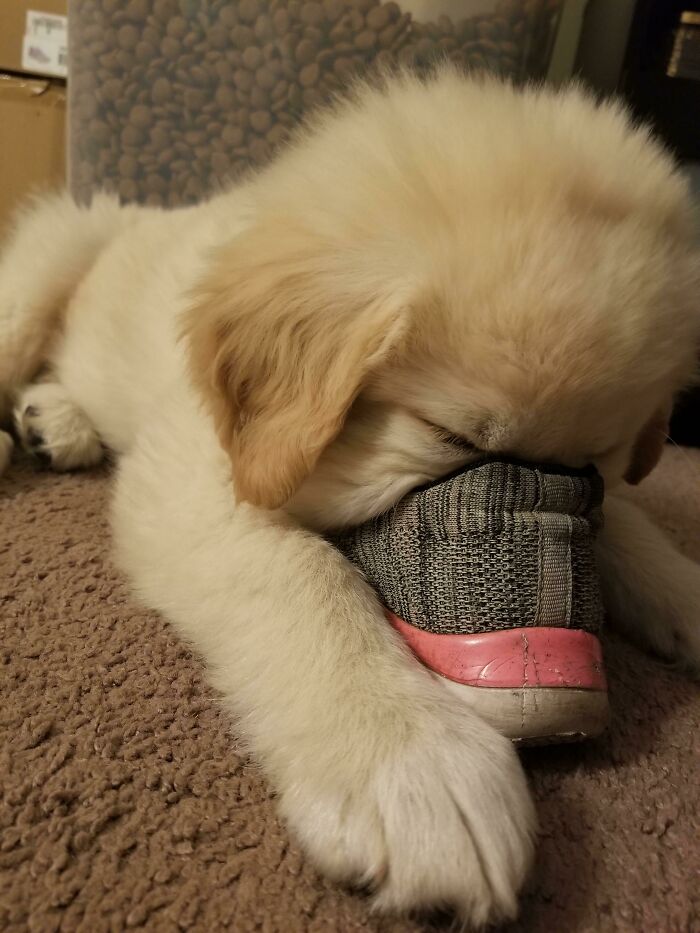 Cousin's Dog Decided It Was Time To Sleep While Playing With My Shoe