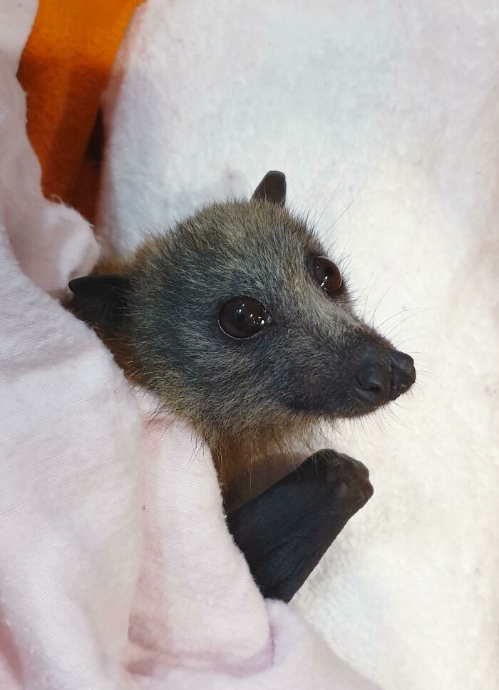 Sky Puppy, Aka A Flying Fox (Fruit Bat)