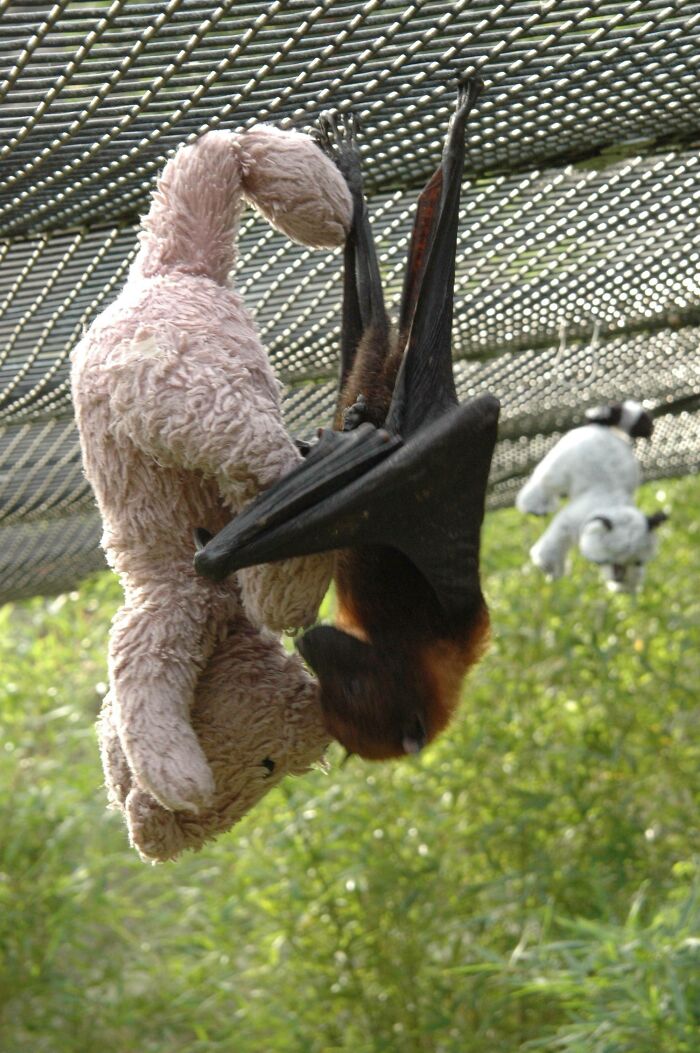 My Favorite Animal In An Adorable Moment - An Island Flying Fox With A Stuffed Teddy Bear