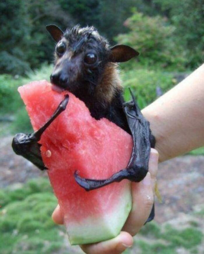 Fruit Bat And His Slice Of Watermelon
