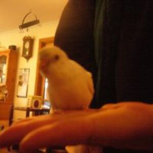 songbirdslm62 avatar