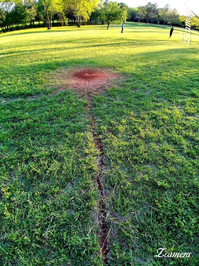 What Is This, A Desire Path For Ants?!