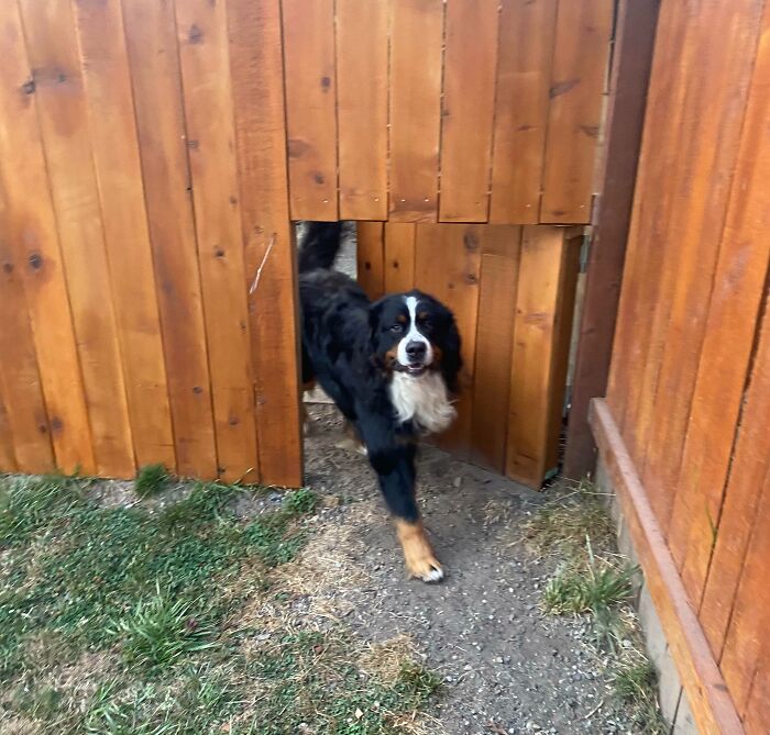 Our Fence Has A Gate For The Dogs