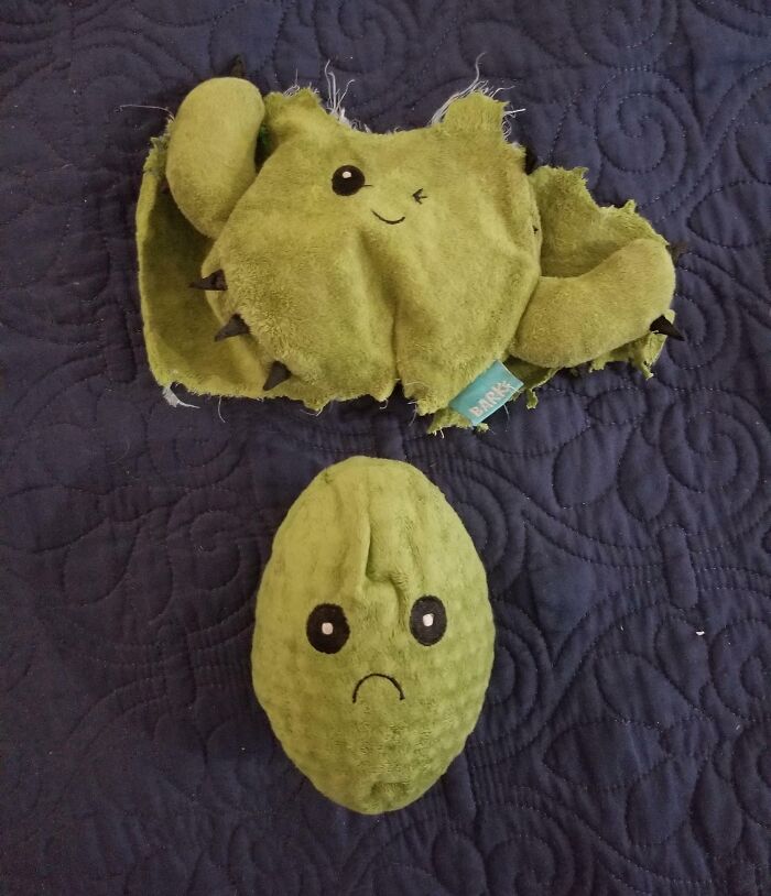 My Dogs Tore Apart A Cactus Toy, To Reveal Another, Sad Cactus Toy