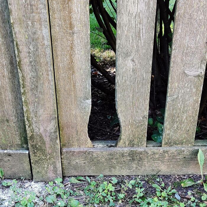 Generaciones de conejos han hecho un surco perfecto en la valla de mi vecino