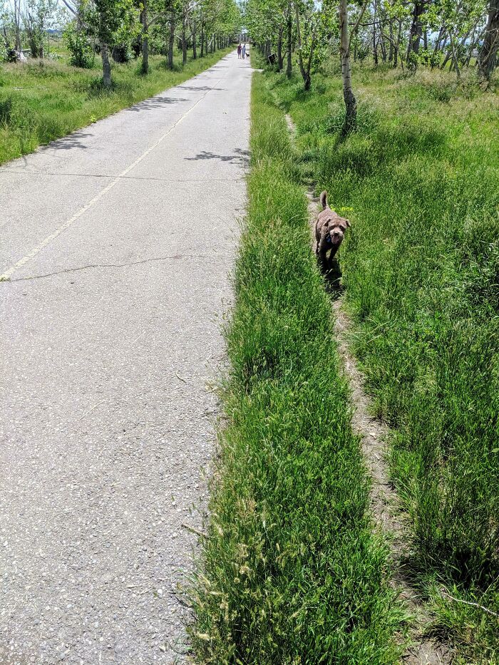 Camino del deseo de los perros en un parque local donde no se usan correas. ¡Recuerden que el pavimento puede ser demasiado caliente para las patas en un día soleado!
