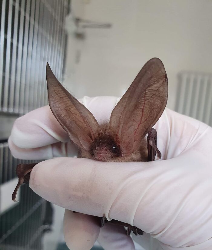 Long Eared Bat
