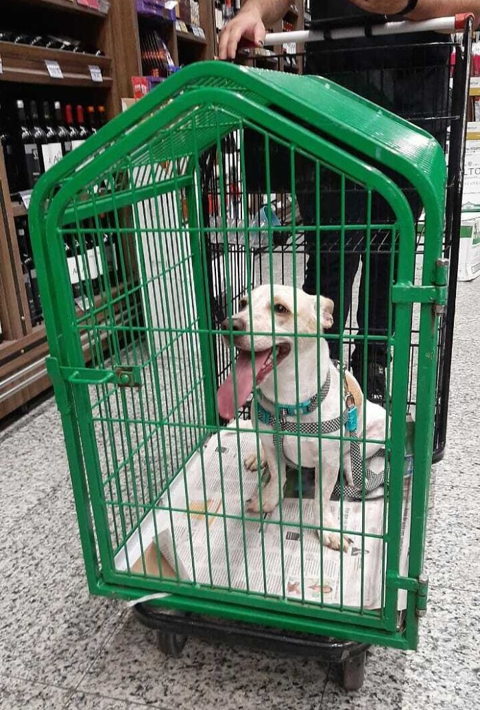 This Supermarket Has A Special Cart For You To Shop With Your Pet