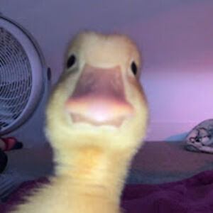 connormarshall avatar