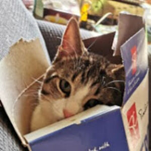 ethynvillemaire avatar