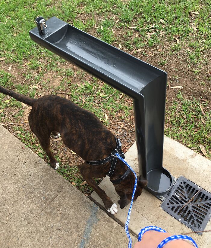 When You Take A Drink From This Bubbler, The Excess Water Flows Into A Bowl For Your Dog