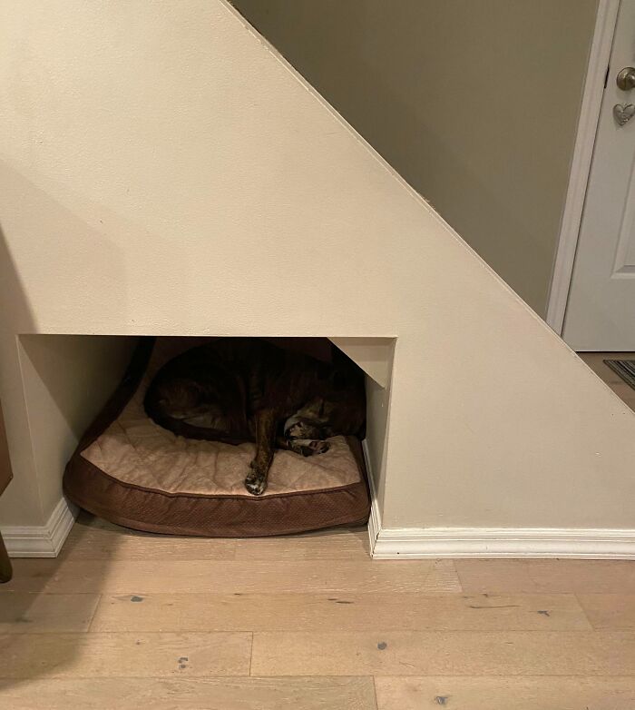 We Have A Bedroom For My Dog Under The Staircase