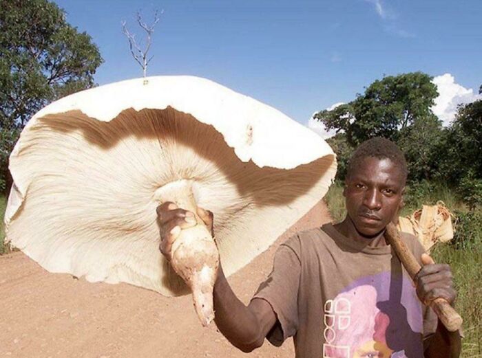 “In Zambia, One Mushroom Feeds A Family For Days. This Is Termitomyces Titanicus. Also Found In West Africa, The Largest Edible Fungus In The World”