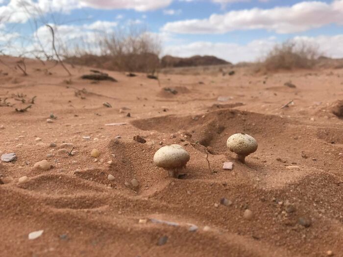 Found Mushrooms In The Desert Of Wadi Rum - Jordan