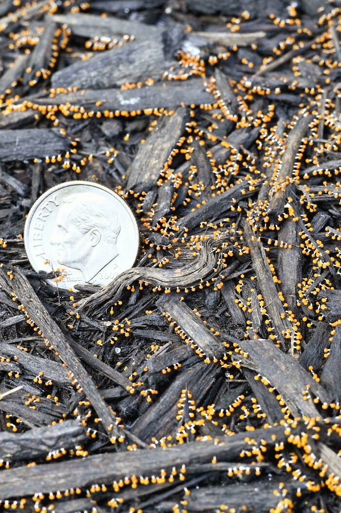 I Found These Tiny Guys In Some Mulch This Morning. Google Lens Is Not Helping Me Identify