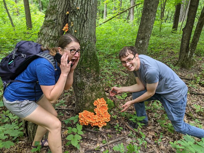 First Time Mushroom Hunting And We Found Some Chicken Of The Woods!
