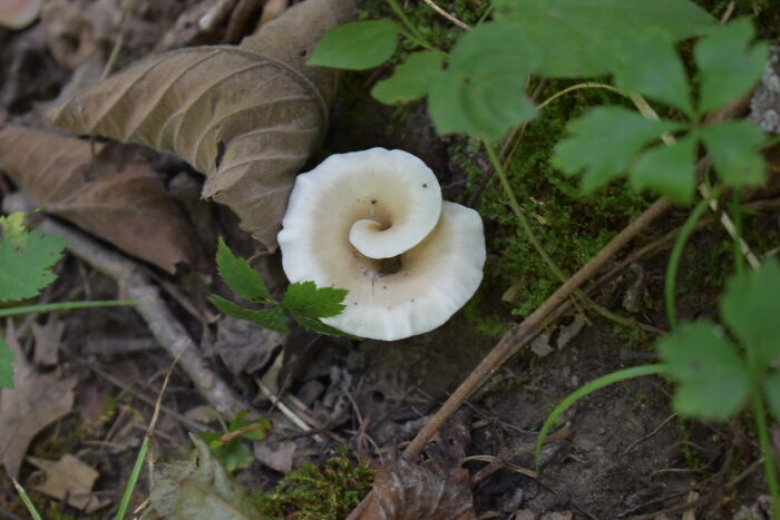 Amazing Mushroom I Saw While Hiking Last Week. Identified For Me As A Shoehorn Oyster
