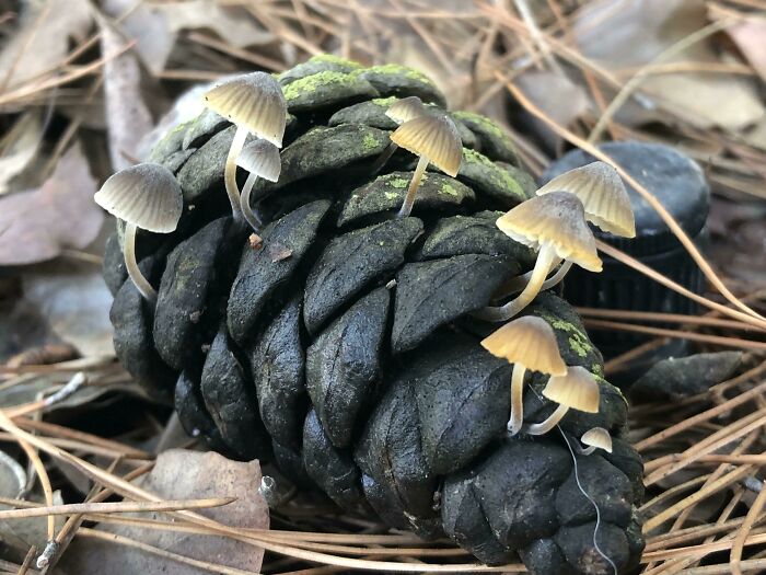 Found These Pinecone Fellas While On A Walk!