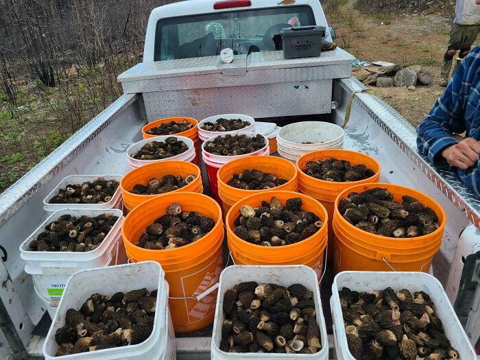 Fire Morels Haul From This Weekend And A Few Blondes, British Columbia