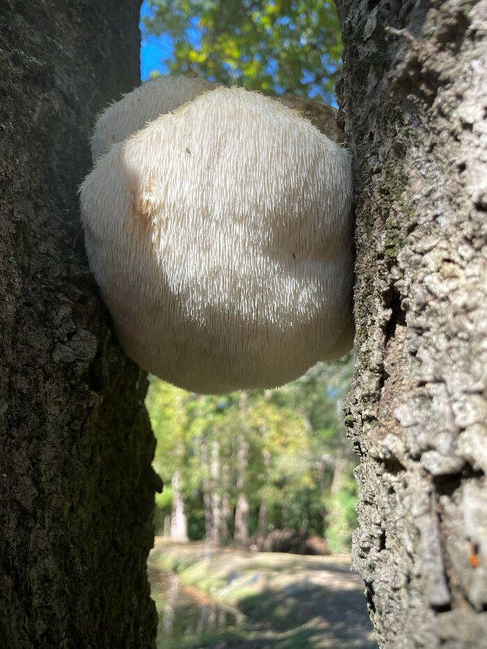 Lions Mane Found On My Parents Property. Any Reason Not To Eat It?